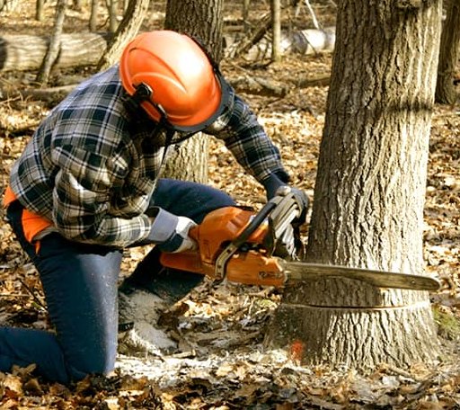 Tree Removal in Versailles, IL